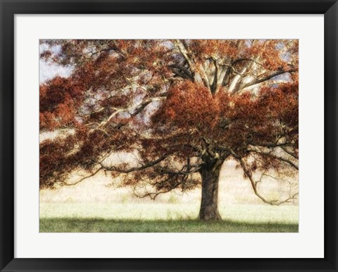 Framed Sunbathed Oak I Print