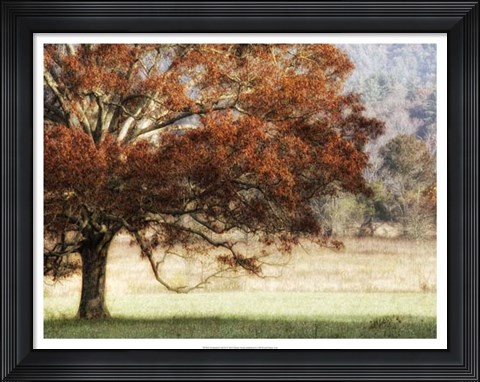 Framed Sunbathed Oak II Print