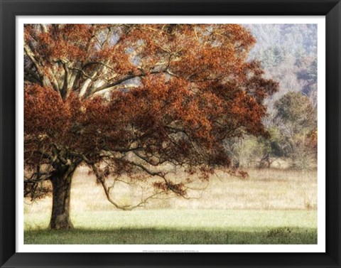 Framed Sunbathed Oak II Print