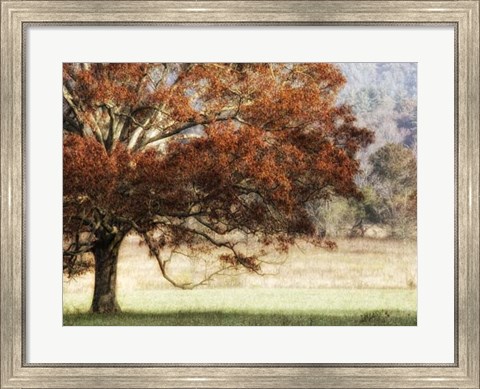 Framed Sunbathed Oak II Print