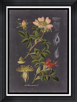 Framed Midnight Botanical I Print