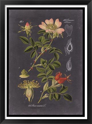 Framed Midnight Botanical I Print
