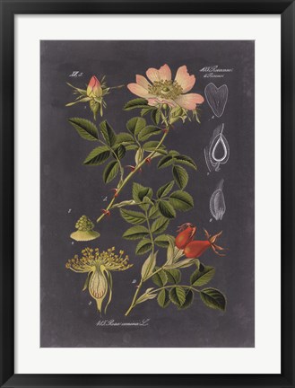 Framed Midnight Botanical I Print