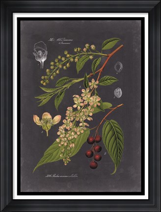 Framed Midnight Botanical II Print