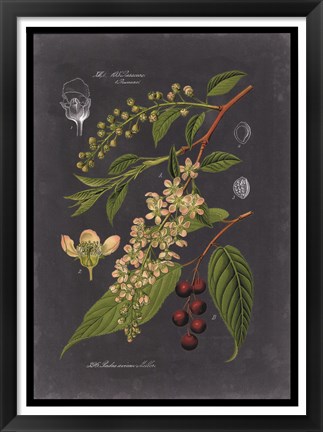 Framed Midnight Botanical II Print