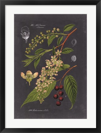 Framed Midnight Botanical II Print