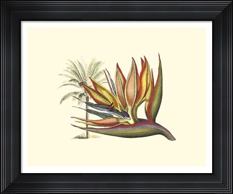 Framed Bird of Paradise I Print