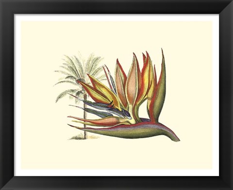 Framed Bird of Paradise I Print