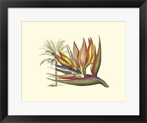 Framed Bird of Paradise I Print