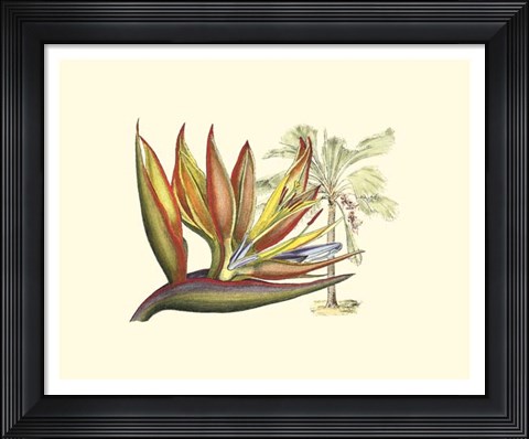 Framed Bird of Paradise II Print