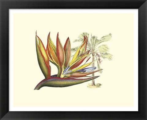 Framed Bird of Paradise II Print