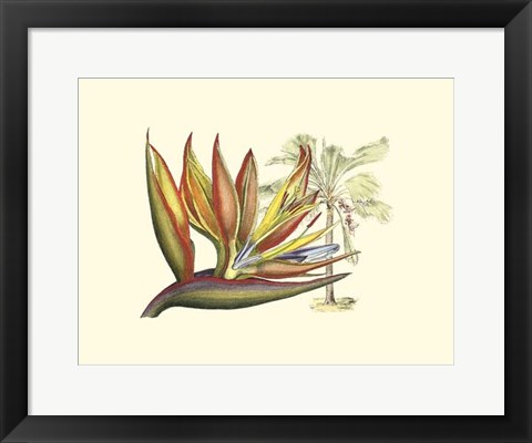 Framed Bird of Paradise II Print