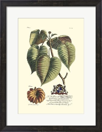 Framed Royal Botanical I Print