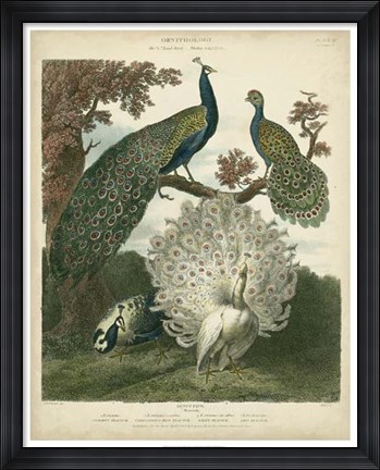Framed Peacock Gathering Print