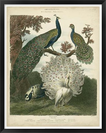 Framed Peacock Gathering Print