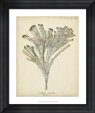 Framed Coral Collection I Print