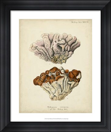 Framed Coral Collection II Print