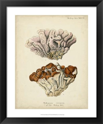 Framed Coral Collection II Print