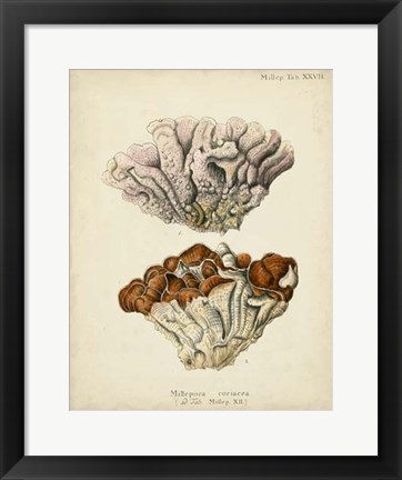 Framed Coral Collection II Print
