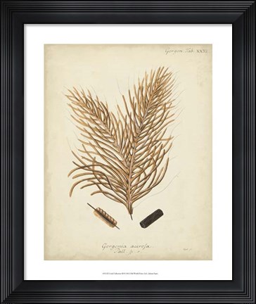 Framed Coral Collection III Print