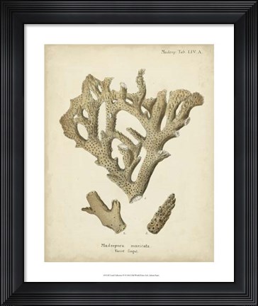 Framed Coral Collection IV Print