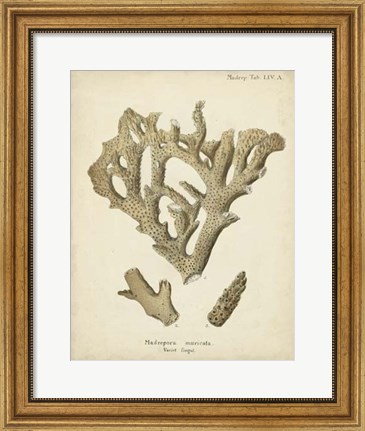Framed Coral Collection IV Print
