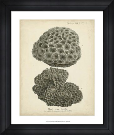 Framed Coral Collection V Print