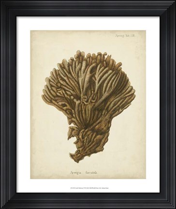 Framed Coral Collection VI Print