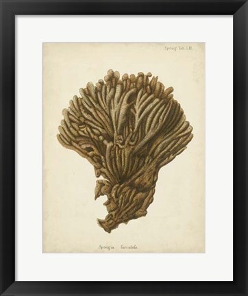 Framed Coral Collection VI Print