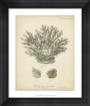 Framed Coral Collection VII Print