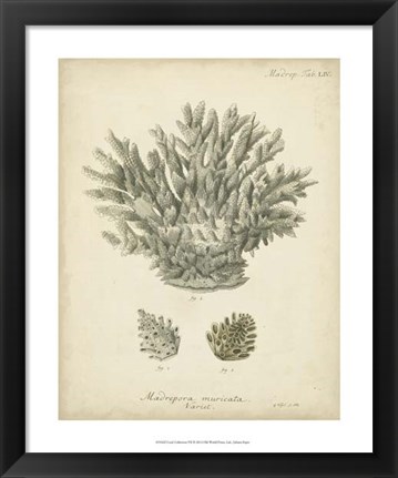 Framed Coral Collection VII Print