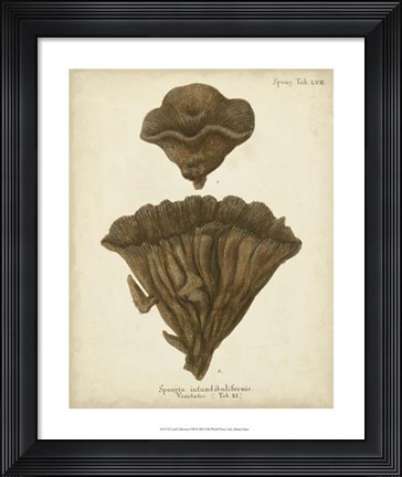 Framed Coral Collection VIII Print