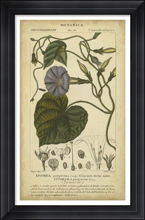 Framed Floral Botanica I Print