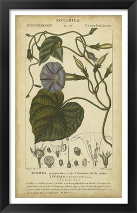 Framed Floral Botanica I Print