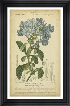 Framed Floral Botanica II Print