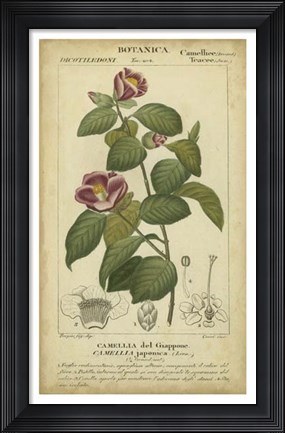 Framed Floral Botanica III Print