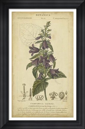 Framed Floral Botanica IV Print