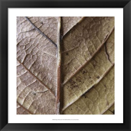 Framed Organic Elements II Print