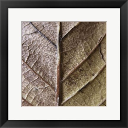 Framed Organic Elements II Print