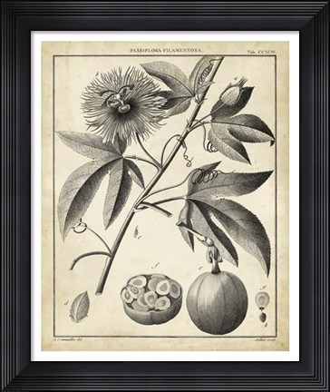Framed Passiflora I Print