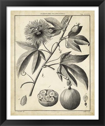 Framed Passiflora I Print