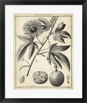 Framed Passiflora I Print