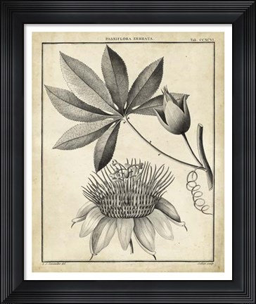 Framed Passiflora II Print