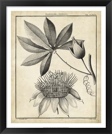 Framed Passiflora II Print