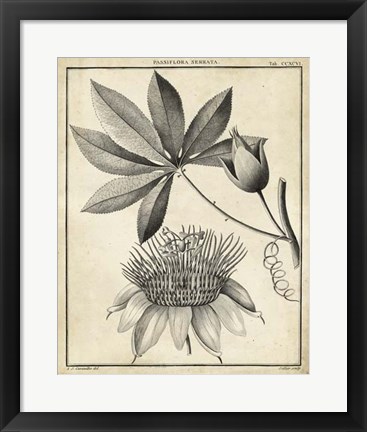 Framed Passiflora II Print