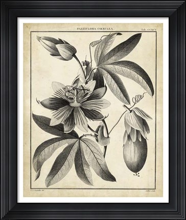 Framed Passiflora III Print