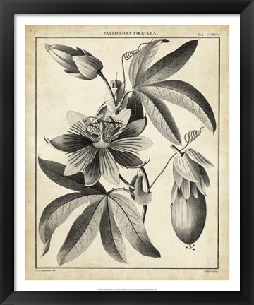 Framed Passiflora III Print