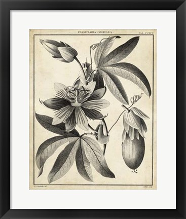 Framed Passiflora III Print