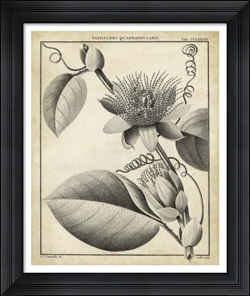 Framed Passiflora IV Print