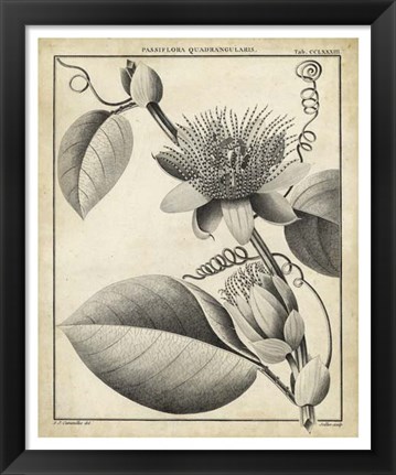 Framed Passiflora IV Print